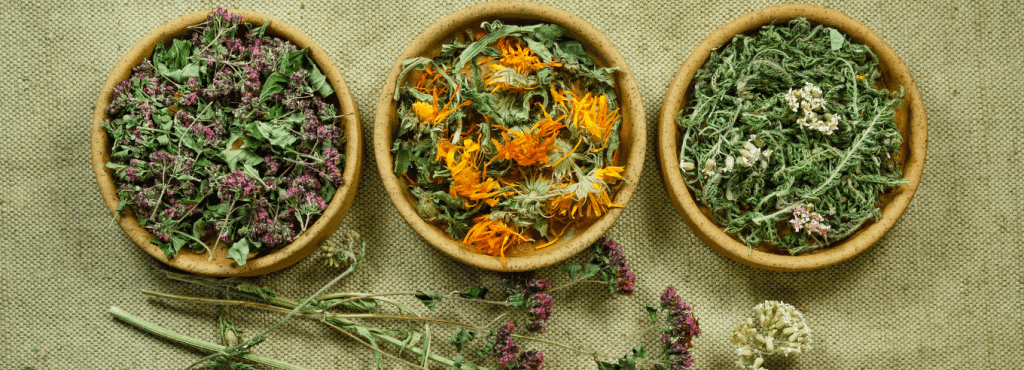 fitoterapia cos'è fitoterapici piante medicinali