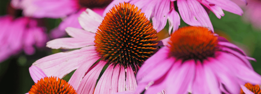 echinacea benefici echinacea integratore echinacea controindicazioni echinacea effetti sull'intestino