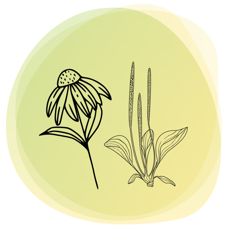 Sistema immunitario debole: difese immunitarie basse Echinacea Piantaggine