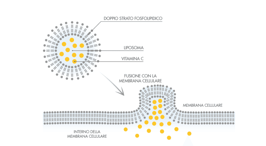 vitamina c liposomiale migliore liposomi cosa sono liposomi a cosa servono